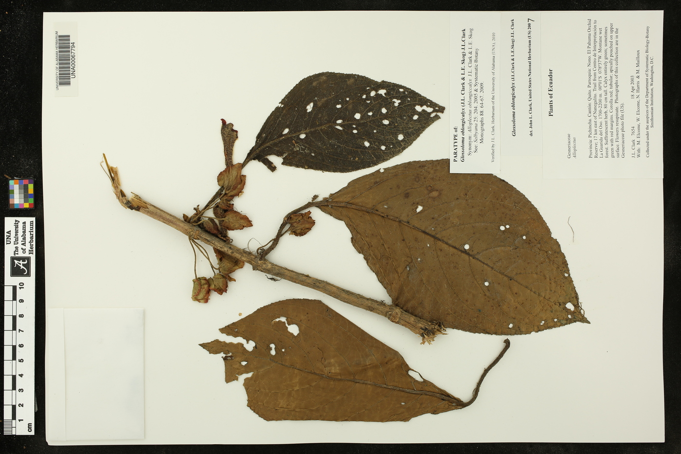 Glossoloma oblongicalyx image