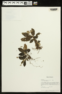 Cremosperma humidum image