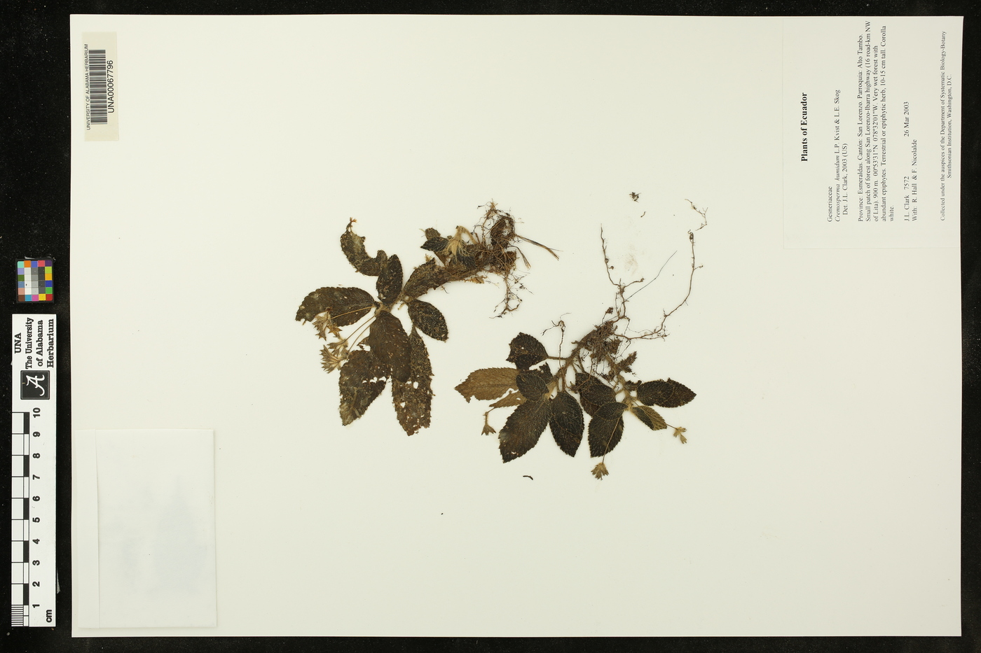 Cremosperma humidum image