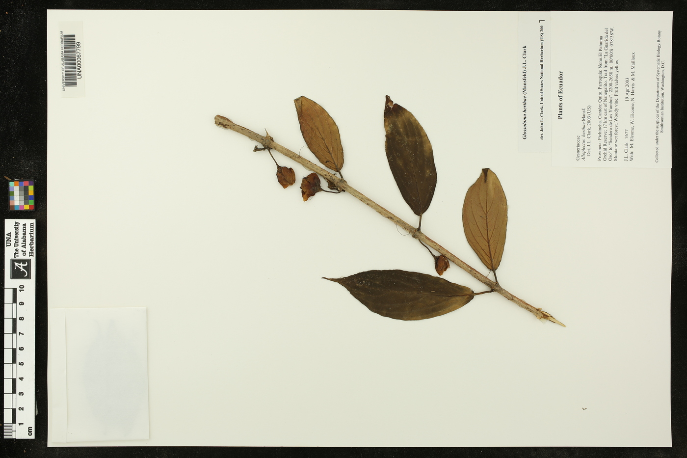 Glossoloma herthae image