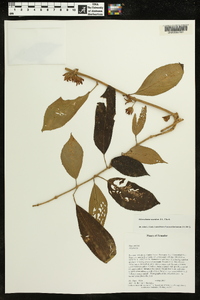 Image of Glossoloma scandens