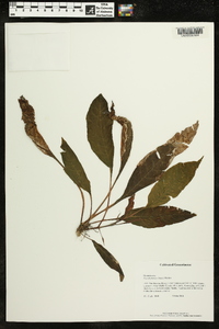 Media resource of Paradrymonia binata