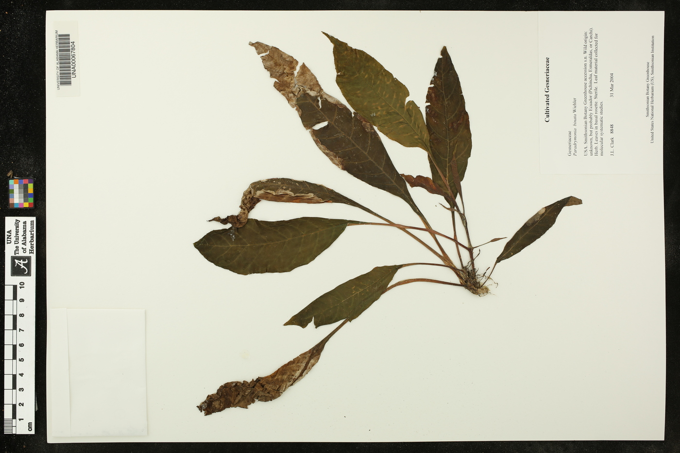 Paradrymonia binata image