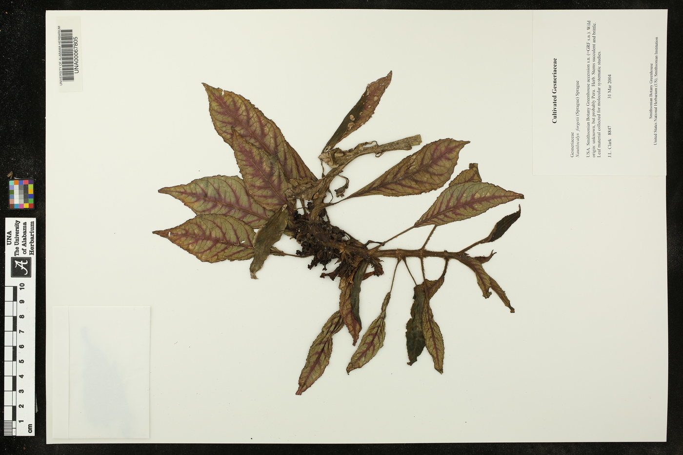 Nautilocalyx forgetii image