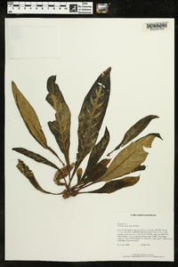 Media resource of Paradrymonia flava