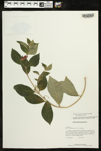 Seemannia nematanthodes image
