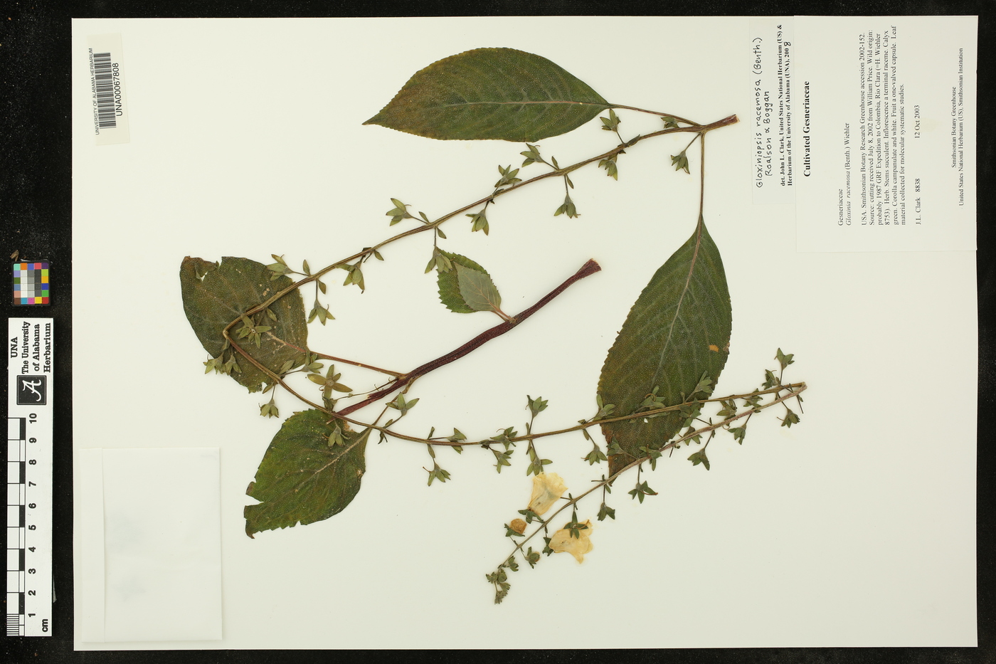 Gloxiniopsis racemosa image