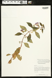 Media resource of Sphaerorrhiza sarmentiana