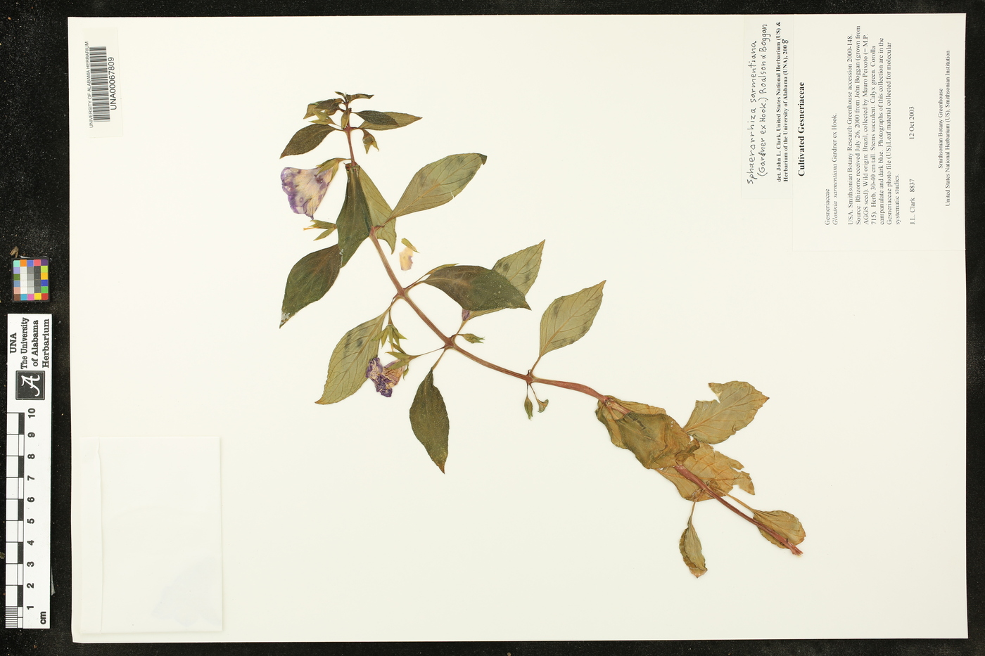Sphaerorrhiza image