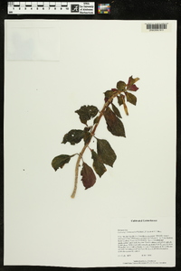 Image of Columnea crassicaulis