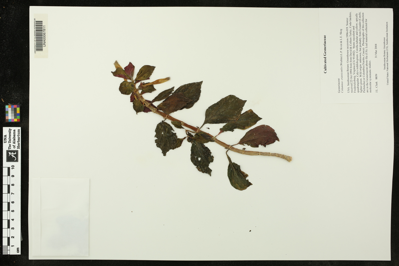 Columnea crassicaulis image