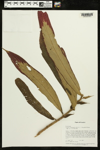 Columnea medicinalis image