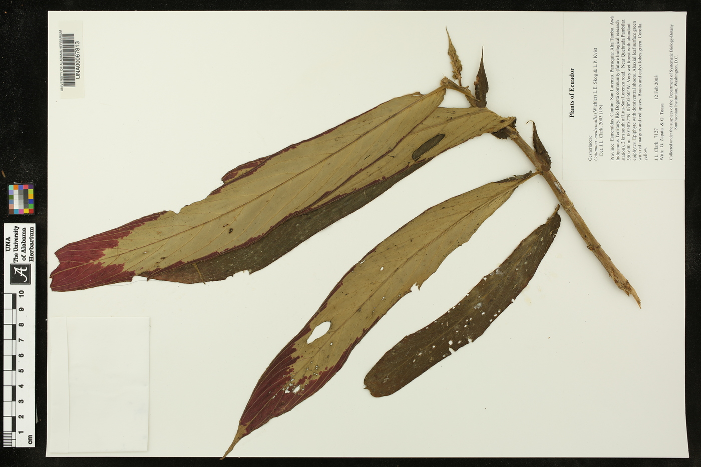 Columnea medicinalis image