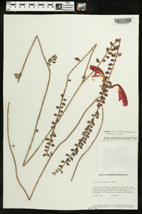 Columnea microphylla image
