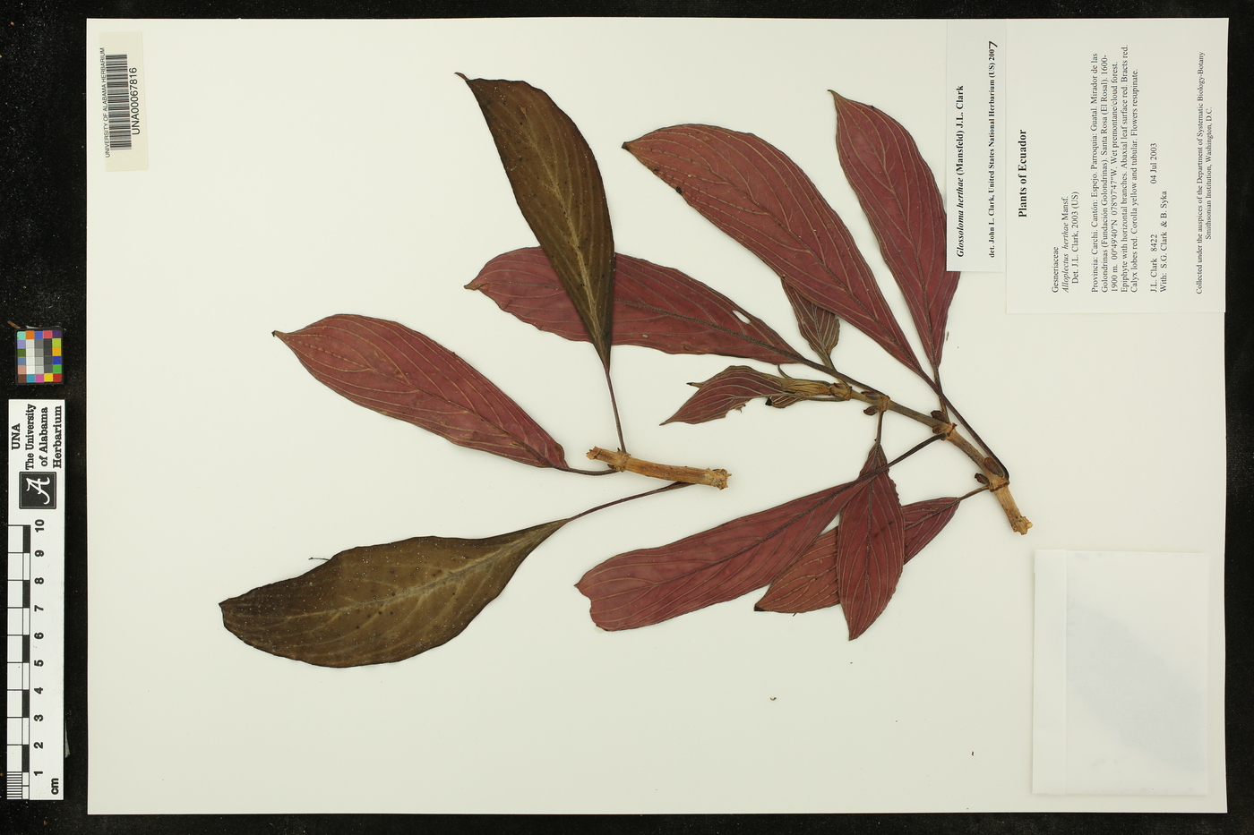Glossoloma herthae image