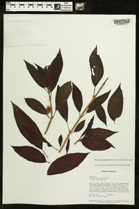 Image of Glossoloma purpureum