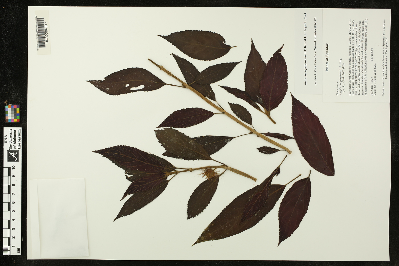Glossoloma purpureum image