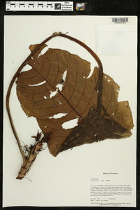 Media resource of Paradrymonia gigantea