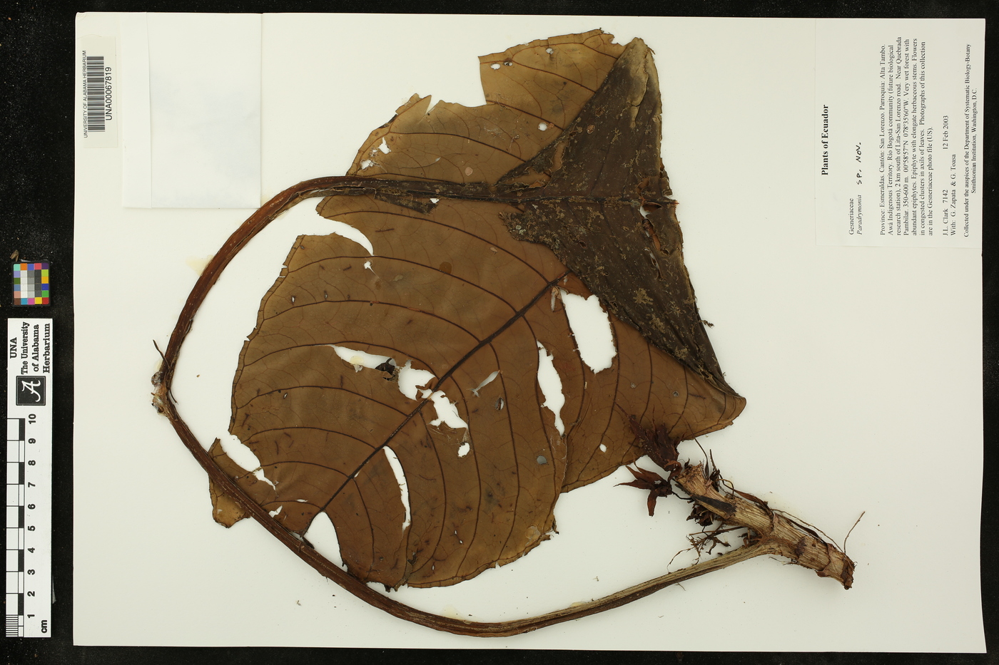 Paradrymonia gigantea image