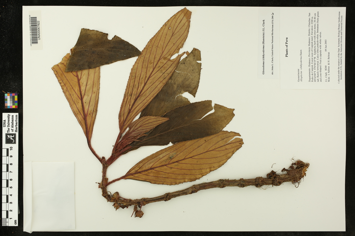 Glossoloma image