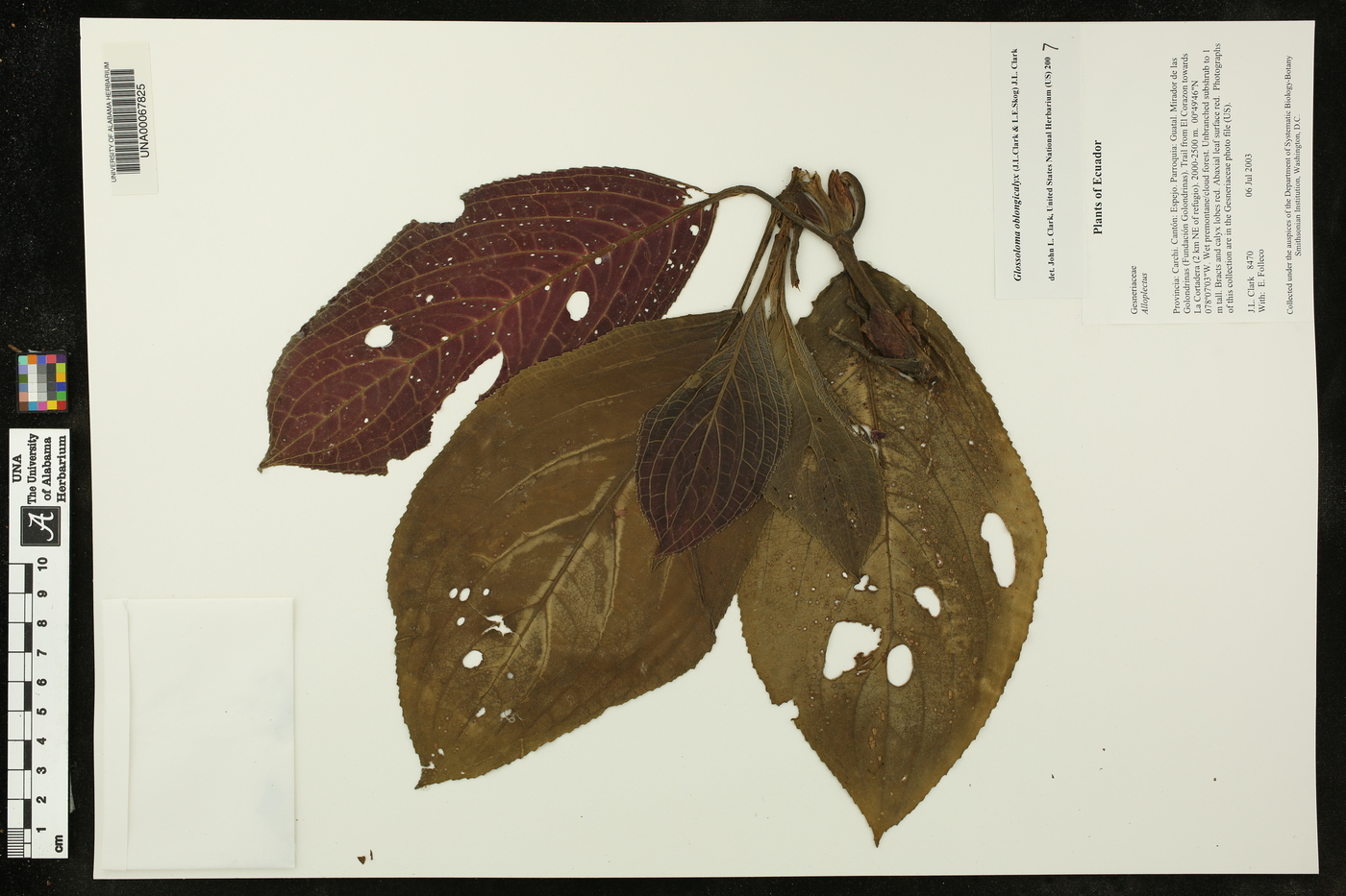 Glossoloma oblongicalyx image