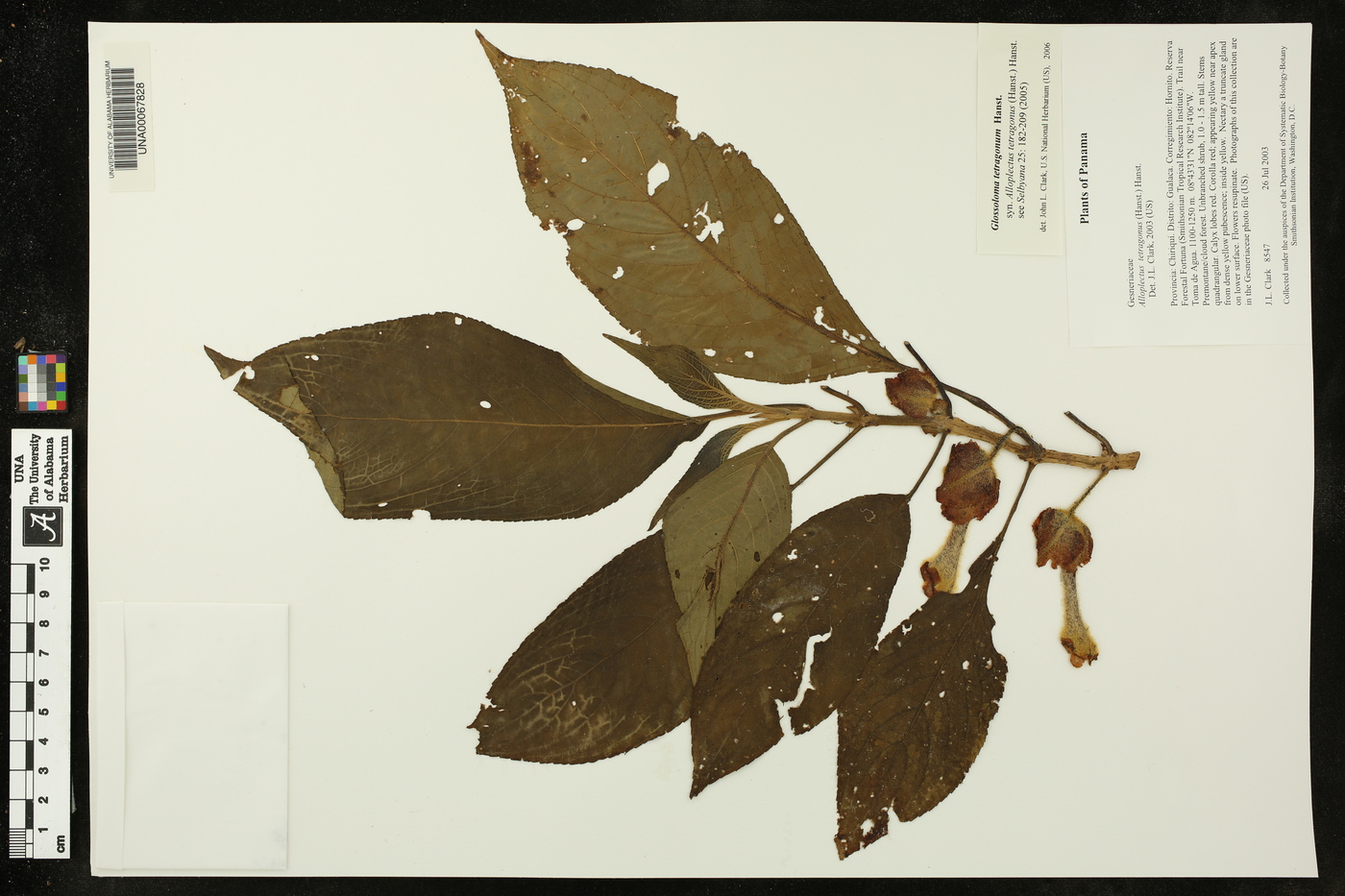 Glossoloma tetragonum image