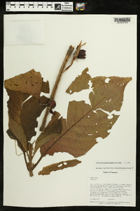 Glossoloma pedunculatum image