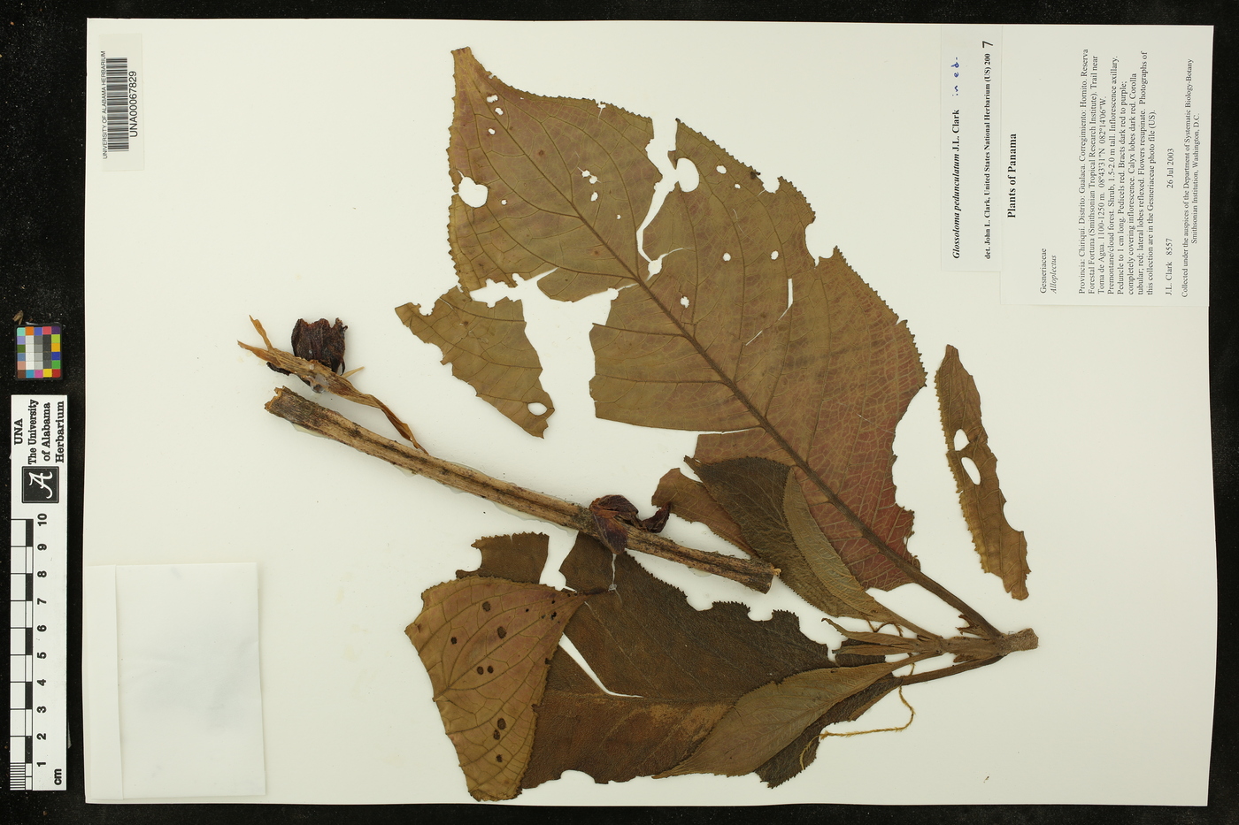 Glossoloma pedunculatum image