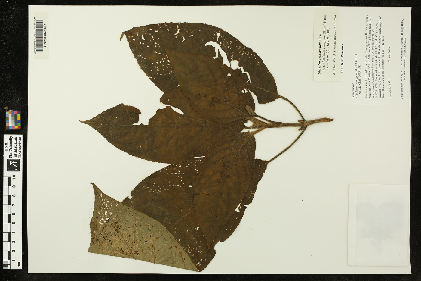 Glossoloma tetragonum image