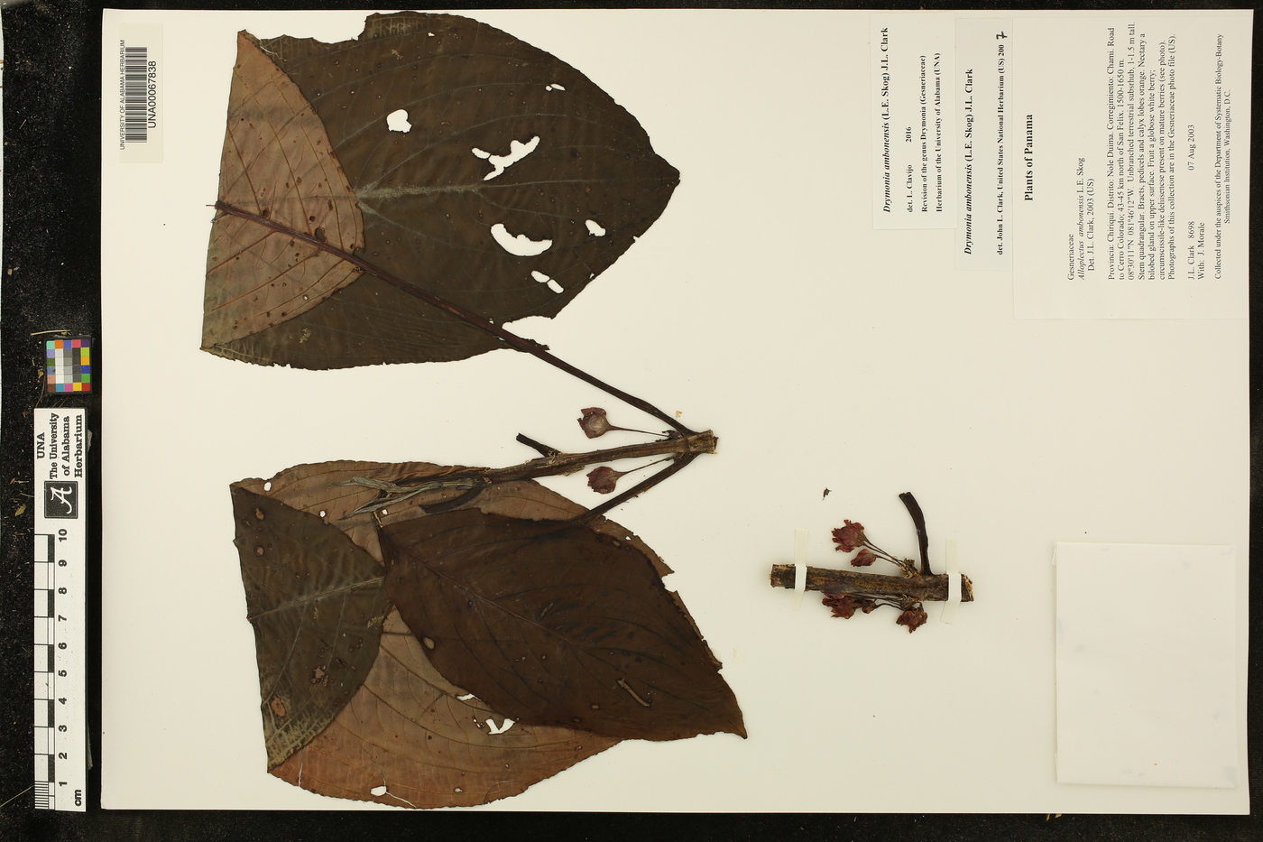 Drymonia ambonensis image