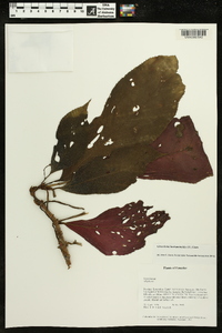 Glossoloma harlequinoides image