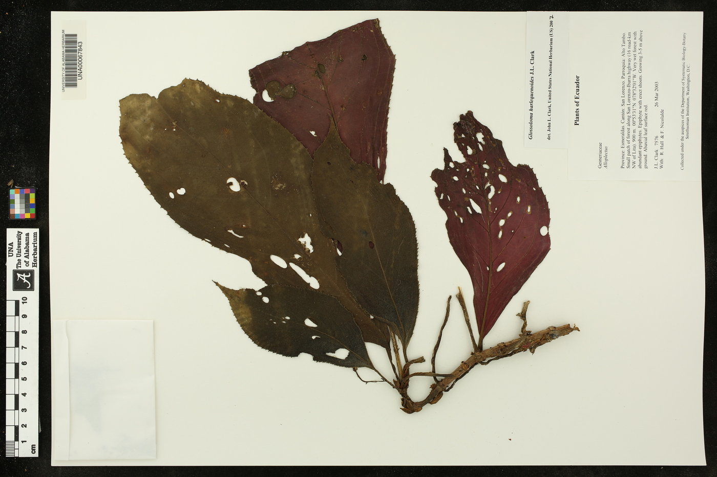 Glossoloma harlequinoides image