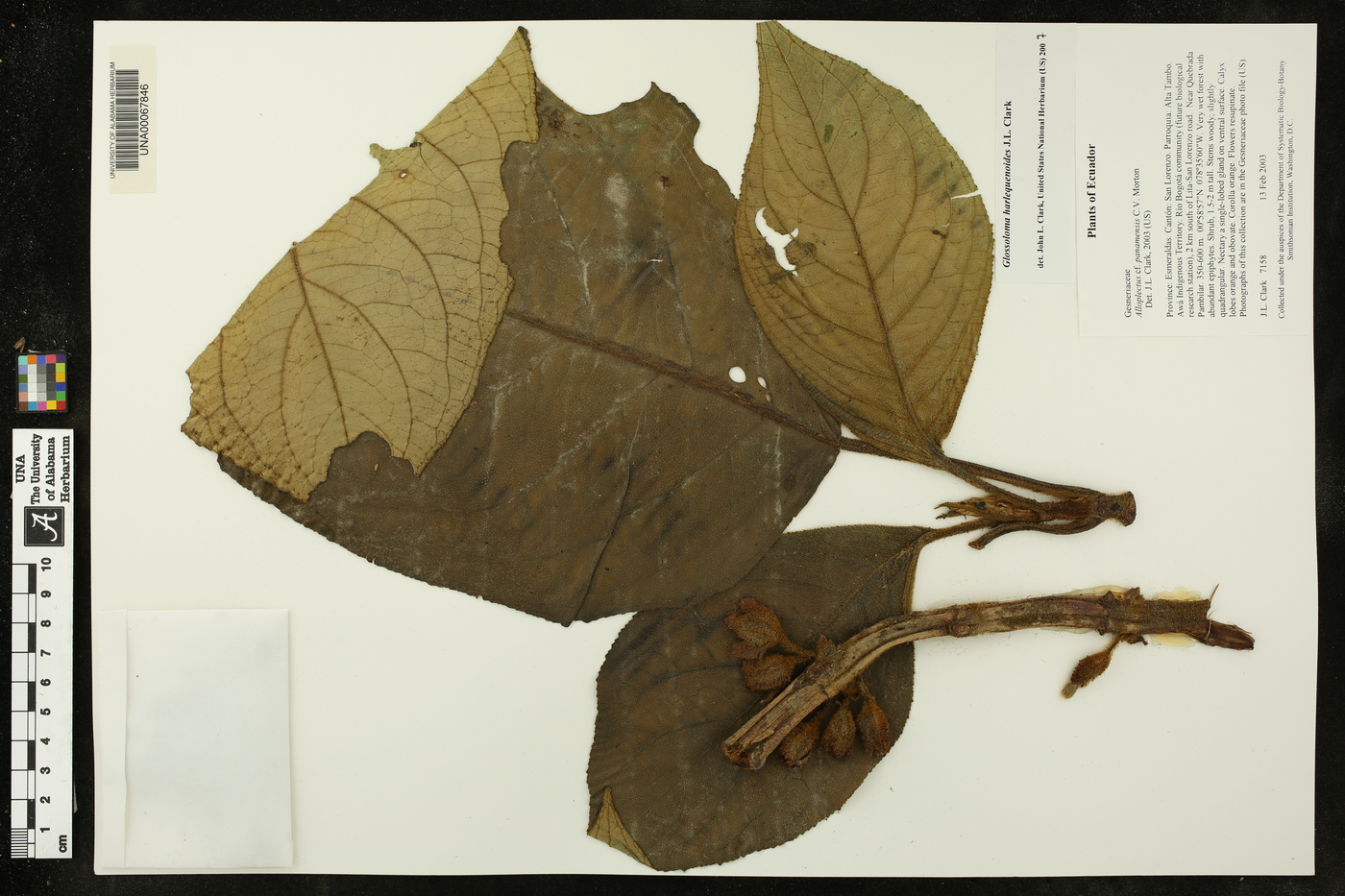 Glossoloma harlequinoides image