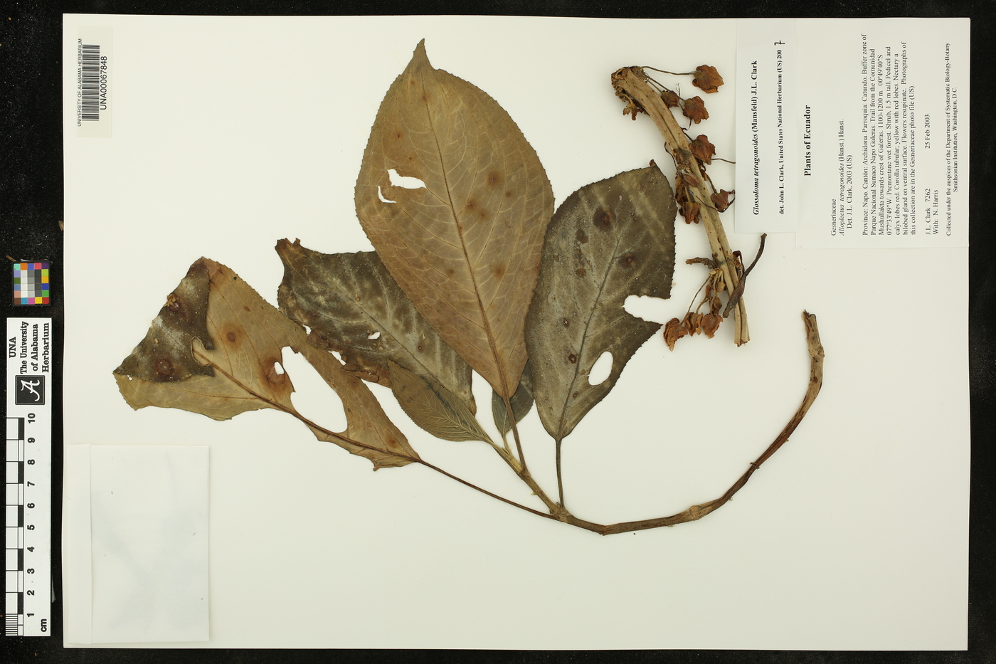 Glossoloma tetragonoides image