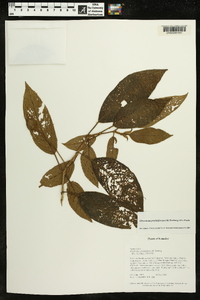 Glossoloma penduliflorum image