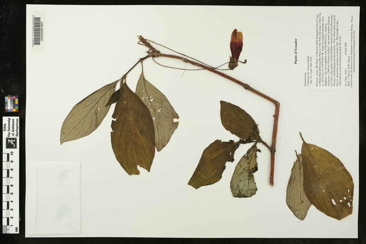 Columnea strigosa image