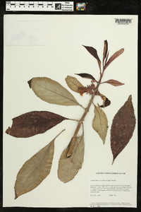 Paradrymonia longifolia image