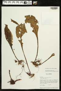 Media resource of Paradrymonia buchtienii