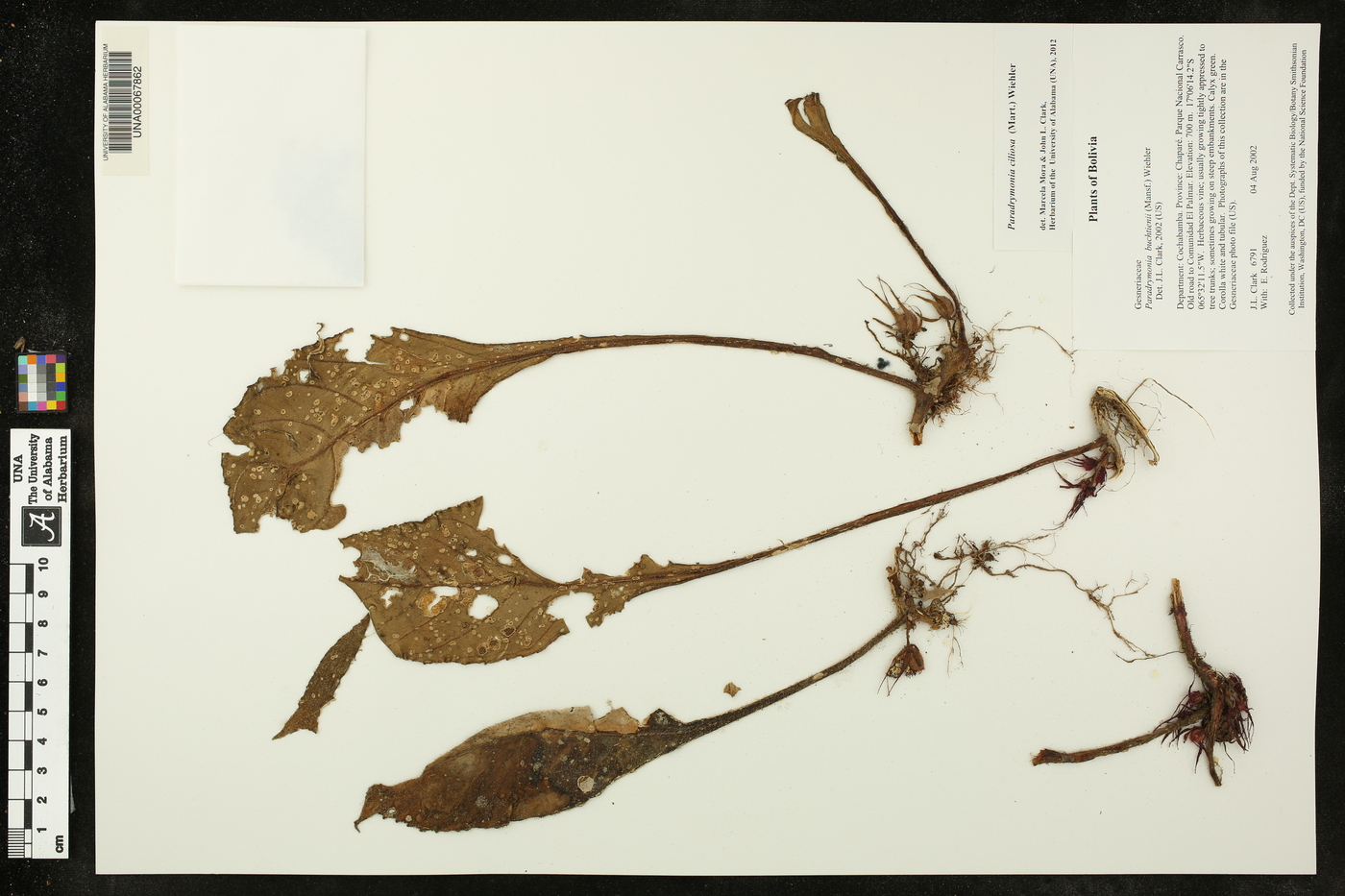 Paradrymonia buchtienii image