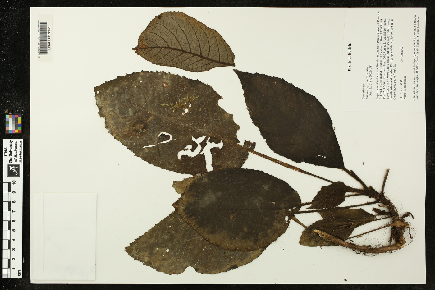 Nautilocalyx whitei image