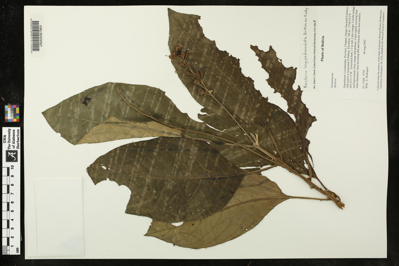 Besleria longipedunculata image