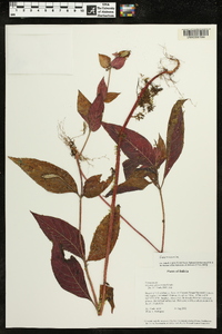 Seemannia gymnostoma image