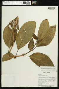 Glossoloma pycnosuzygium image