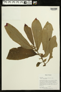 Columnea eburnea image