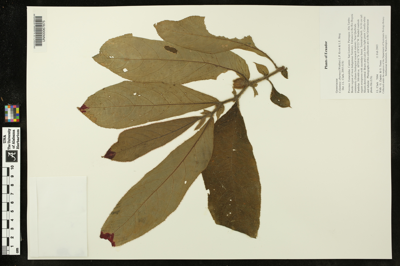 Columnea eburnea image