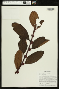 Columnea minutiflora image