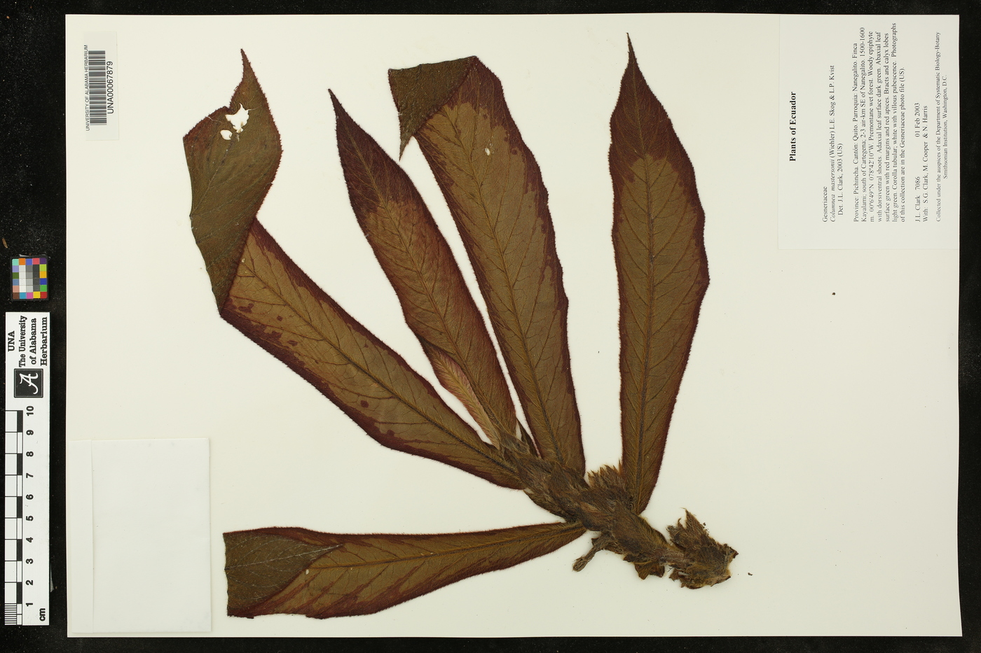 Columnea mastersonii image