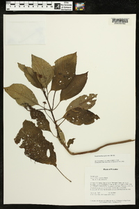 Gasteranthus quitensis image