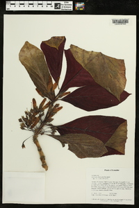 Columnea kucyniakii image