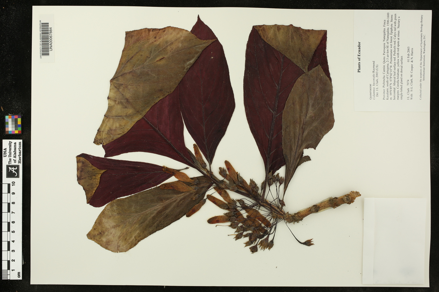 Columnea kucyniakii image